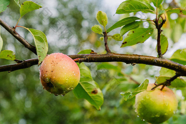 雨后树枝上有两个苹果