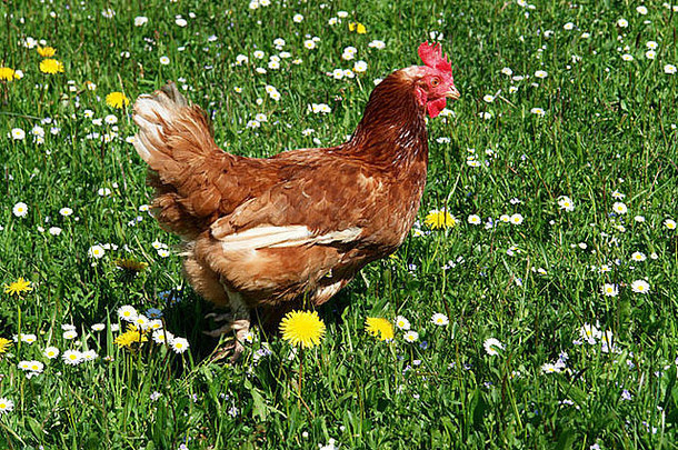 母鸡在外面<strong>的</strong>草地上
