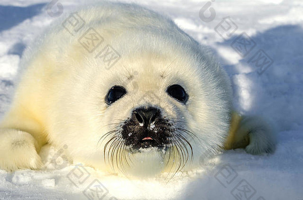 海豹的孵化。白色皮毛的婴儿在白色的冰上。俄罗斯，白海
