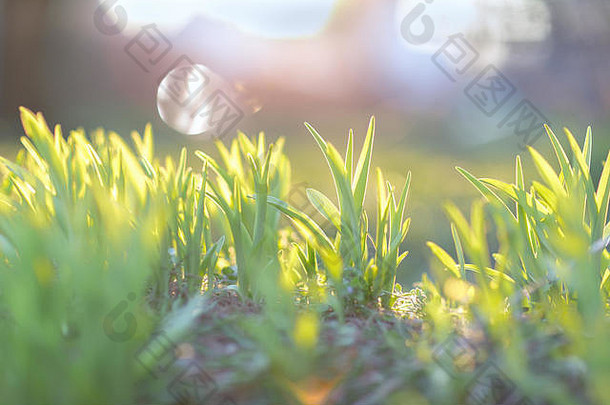 绿色草早....阳光早期春天概念软焦点