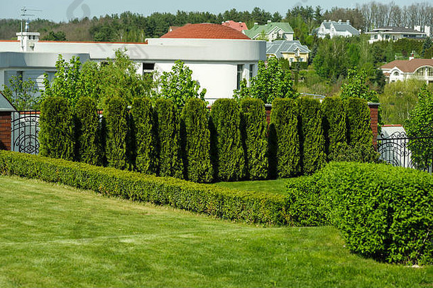 阳光明媚的日子里，家里装饰着锻造篱笆的常绿灌木