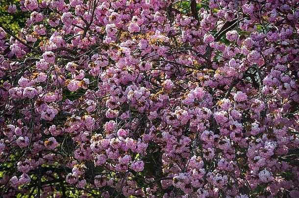 粉红色的樱花盛开，沉<strong>重地</strong>挂在春天的树枝上
