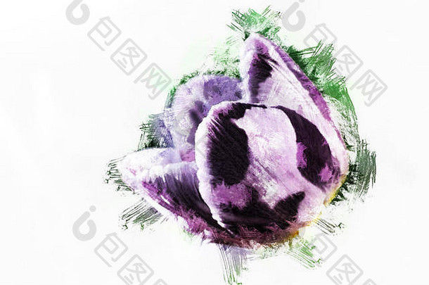 鲜艳的紫罗兰郁金香，宏，春天
