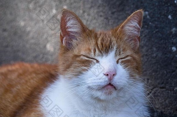 一只红白相间的猫的头在睡觉，发出咕噜声，眼睛闭着。具体背景