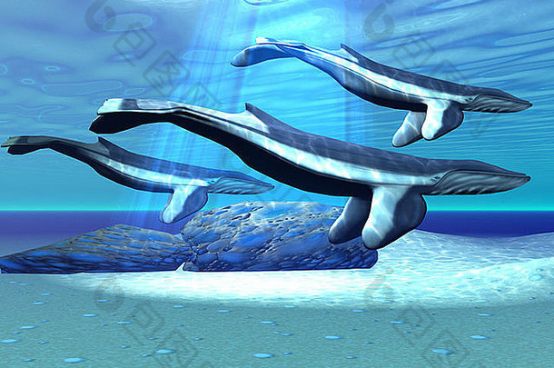 蓝色的鲸鱼移动受保护的领土