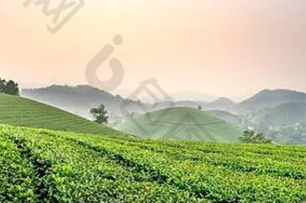 在一个大雾蒙蒙的清晨，观赏越南府寿省龙可可<strong>茶山</strong>全景。龙可可被认为是世界上最美丽的<strong>茶山</strong>之一