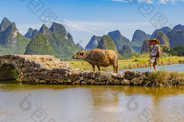 中国辉县风景如画的山谷中，一位农民在石桥上牵着水牛，周围是喀斯特石灰岩山脉。