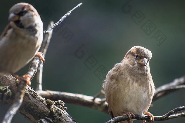 家麻雀（Passer domesticus）是雀形目麻雀科的一种鸟类，分布于世界大部分地区。
