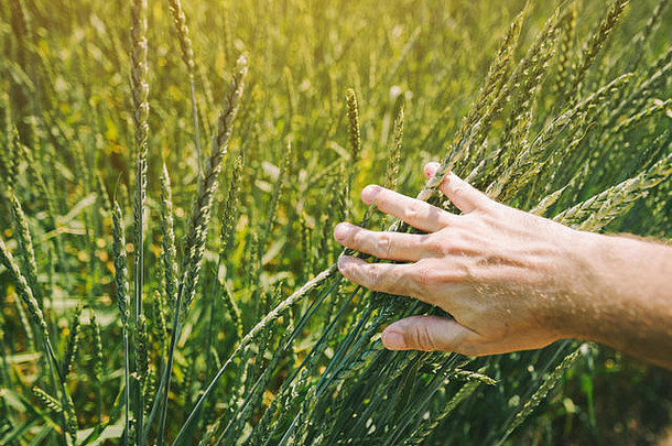 农民在耕地上检查拼写小麦作物的生长，手的特写