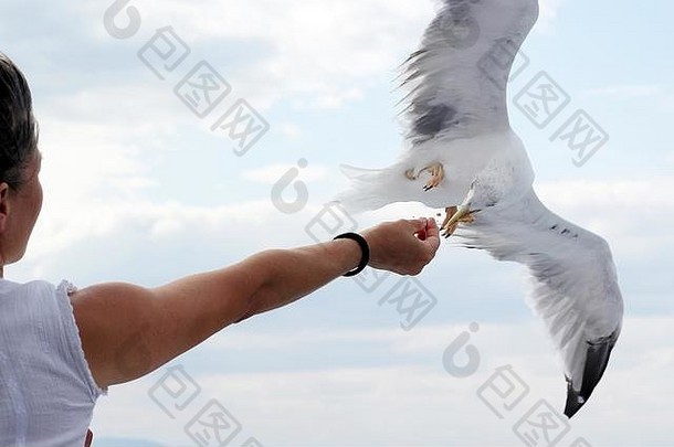 希腊飞鸟从人的手上抓饼干，聚焦
