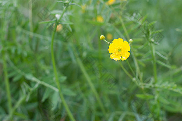黄色的花背景草