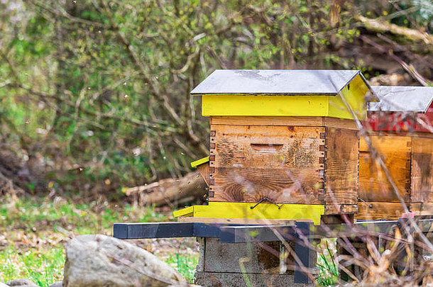 自然界中被蜜蜂包围的蜂巢。这种动物产蜂蜜。