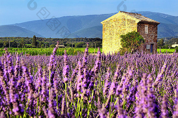图像显示薰衣草场地区普罗旺斯南部法国