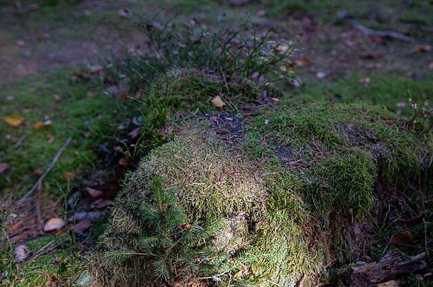 秋天树上的苔藓