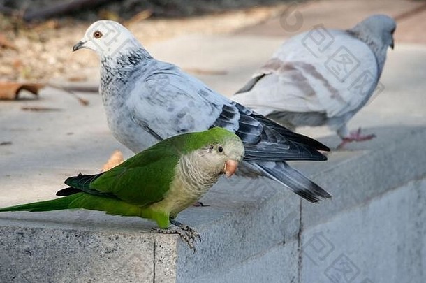 阿根廷鹦鹉是一种入侵物种，在马德里繁殖，取代了本地鸟类