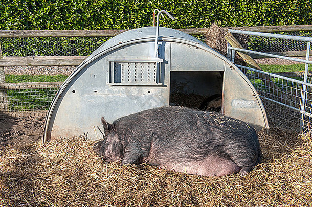 懒猪躺在金属小屋外睡着了