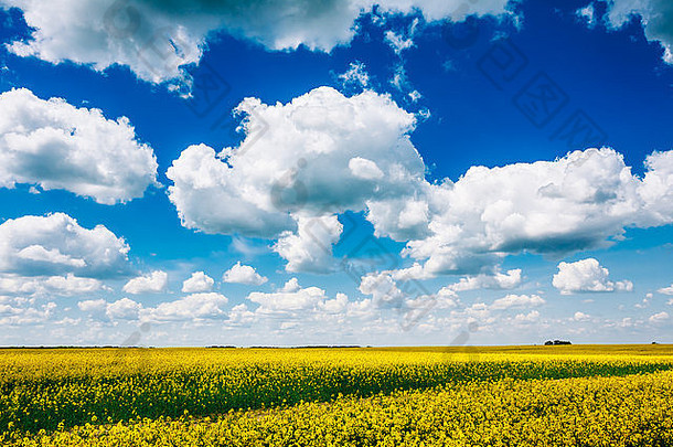 春天开花油菜油菜花油菜籽油料场蓝色的天空农业背景