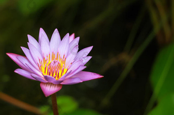 充满活力的紫色的莉莉盛开的池塘