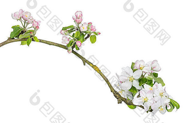 日本樱花的一个分支，樱花，在白色背景下开花