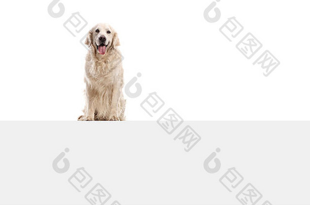 拉布拉多寻回犬狗坐着面板孤立的白色背景