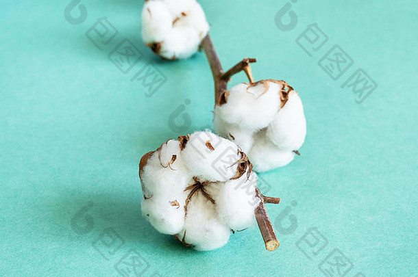 以绿色海蓝色纸张为背景，在棉花植物的天然小枝上种植成熟的棉铃和棉毛