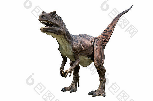 萨尔特里奥龙孤立的白色背景萨尔特里龙食肉动物dinosuar类似的小暴龙雷克斯