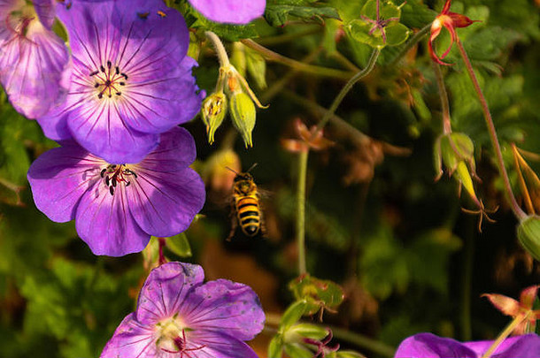 花朵上的蜜蜂-Api sui fiori-Bienen auf Blumen