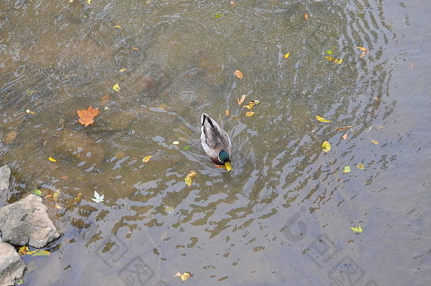 野鸭鸭子游泳溪斯威特沃特鸭公园斯威特沃特