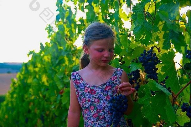 在阳光明媚的秋天葡萄园里，可爱的小女孩手里拿着新鲜的蓝葡萄。穿着花裙子的学龄前女孩。带着一串蓝葡萄的可爱小女孩。浪漫形象