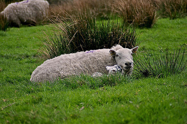 一只绵羊和一只小羊一起躺在草地上