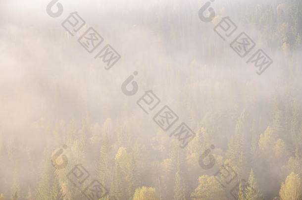 针叶树树前早....雾厚早....雾松柏科的森林灌木丛绿色森林
