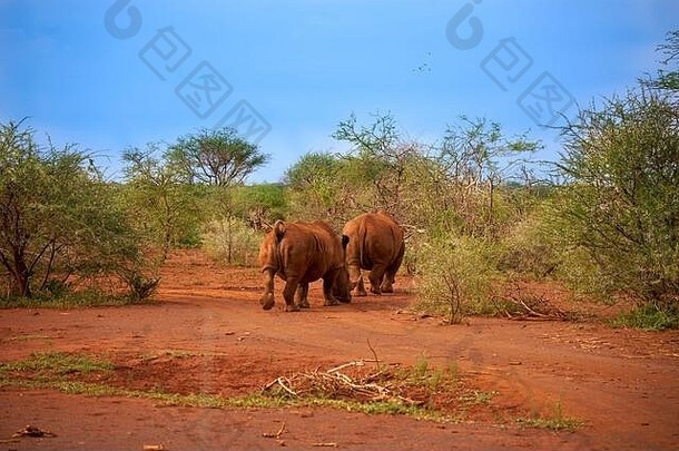 野生动物贾马拉madique南非洲