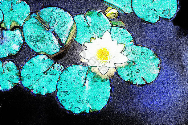 加利福尼亚州帕萨迪纳市亨廷顿花园百合花垫的数字修改图像