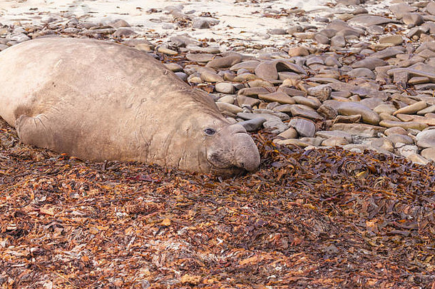 公牛象海豹，特<strong>写</strong>，在<strong>福</strong>克兰群岛的海滩上放松