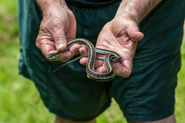 美国华盛顿州伊萨卡，一名男子手持一条吊袜带（或花园或园丁）蛇。吊袜带蛇遍布北美大部分地区。他们会