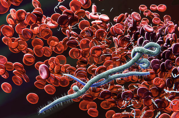 红细胞中的埃博拉病毒