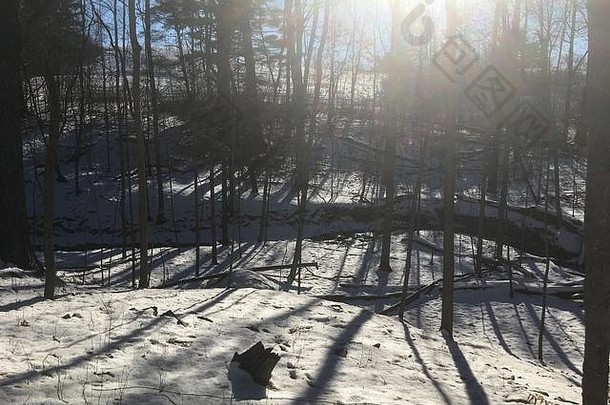 透过树木望着太阳，长长的阴影投射在雪地上。在纽约州红钩市的诗人步道上徒步旅行。镜头光斑。阳光透过落叶