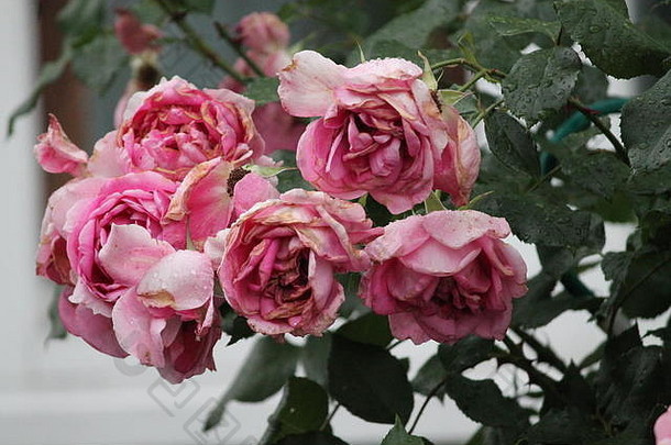 美丽的法式粉红玫瑰在夏天绽放出绚丽的花朵