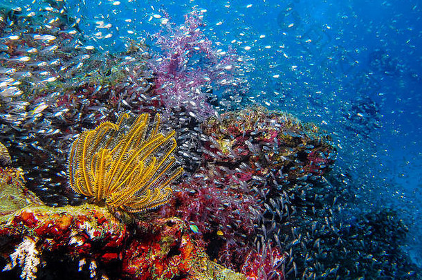 水下图片软珊瑚Similan岛