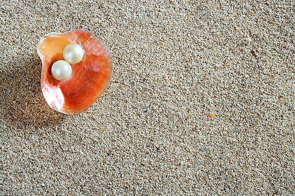 蛤蜊壳珍珠海滩白色沙滩宏观特写