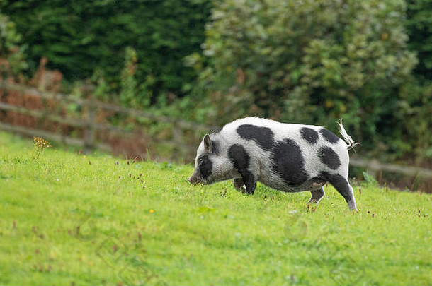 自由放养的格洛斯特老斑点<strong>猪</strong>在田野里觅食。