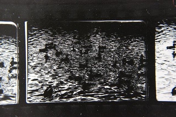 精美的70年代复古隐形印花黑白极端照片，拍摄一群鸭子在池塘周围游泳。