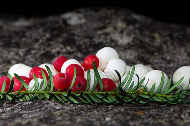 白色的雪果和红色的红豆杉浆果排列在石头上。红豆杉（Taxus baccata）和带有叶子的普通雪果