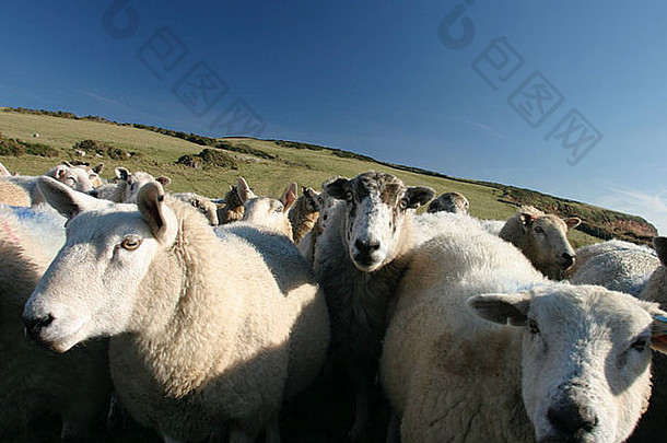 坎布里亚St Bees海岸间小路旁田野上好奇的绵羊