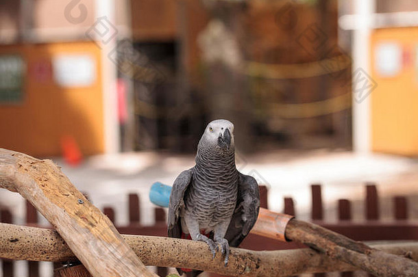 宠物非洲灰鹦鹉鹦鹉热栖息在木制的健身房里。