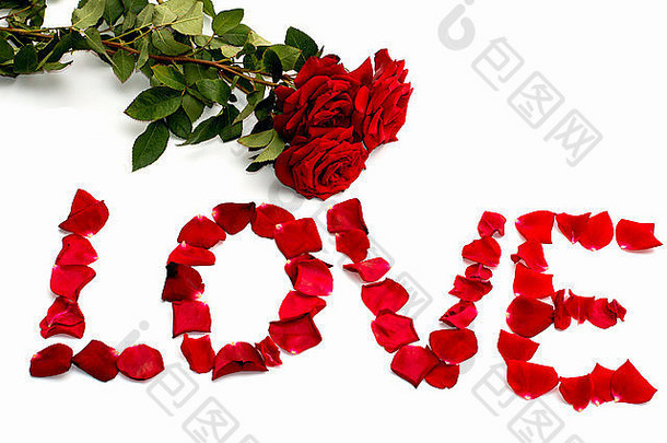 题词“爱来自玫瑰花瓣，一朵玫瑰花，孤立”
