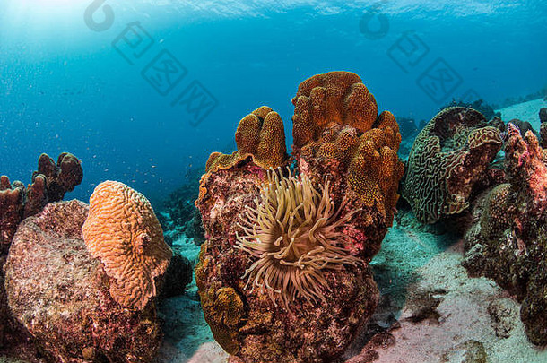 海葵、珊瑚、蓝色背景和阳光的水下景观