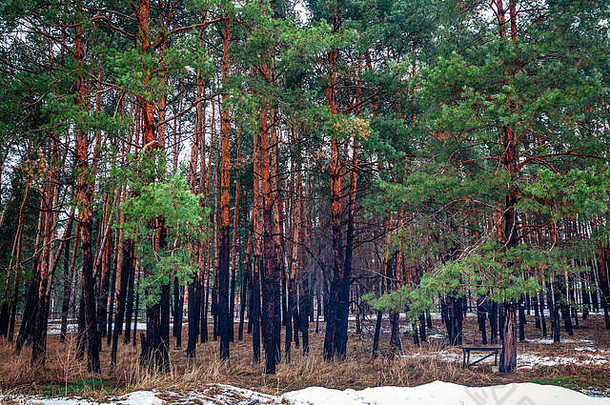 视图冬天松柏科的森林