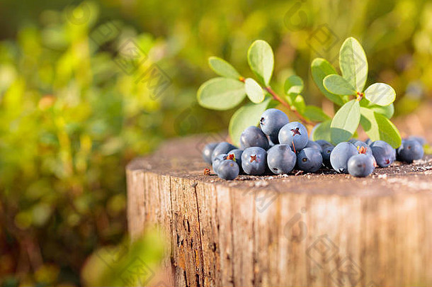 老树桩<strong>上新</strong>鲜成熟的蓝莓。森林里<strong>夏日</strong>阳光明媚。