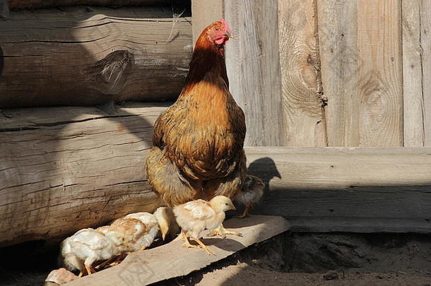 母鸡和小鸡在农场的院子里散步